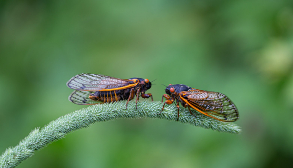 Two lacy-winged cicadas, black and orange, facing each other on a fuzzy green stem, blurred greenery in the background